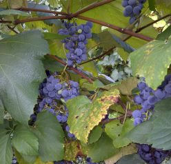 Naples Grape Festival